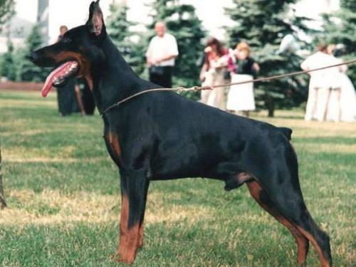 Oro de Uligan iz Zoosfery | Black Doberman Pinscher