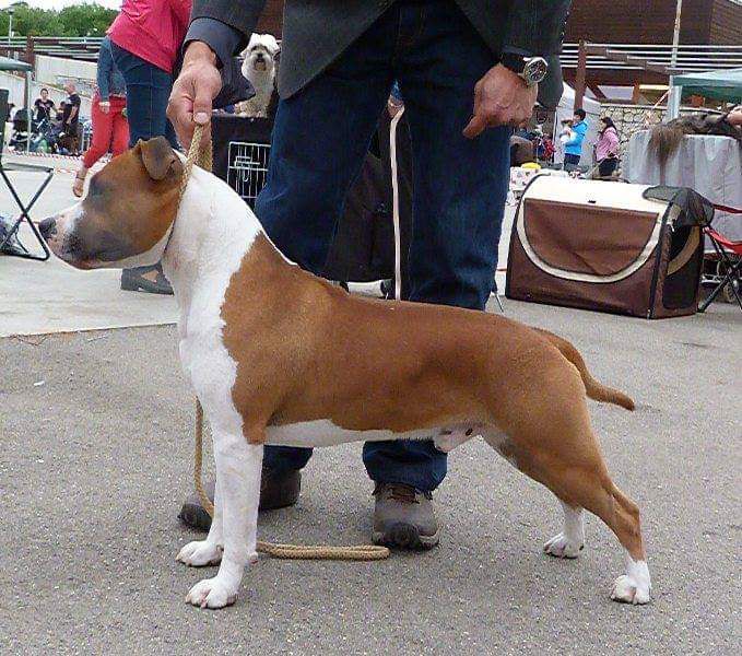 Zeus Ruffian Joannidis | American Staffordshire Terrier 