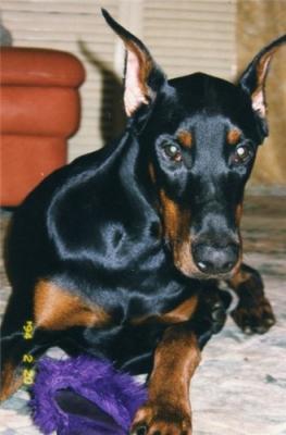 Nestle Malin Nebesnaya Lastochka | Black Doberman Pinscher