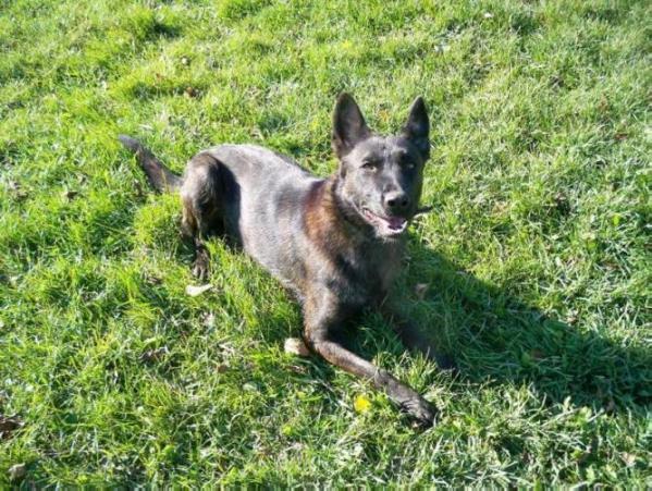 BONNIE OF DAYBREAKER K9 | Dutch Shepherd 