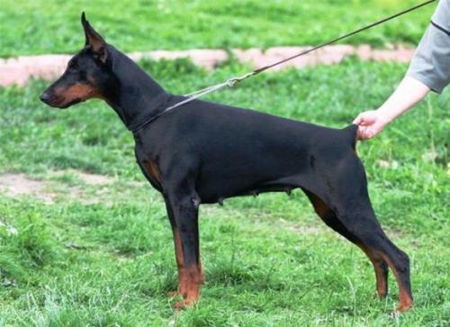 Black-Bichi de Bella y Feliz Estrella | Black Doberman Pinscher