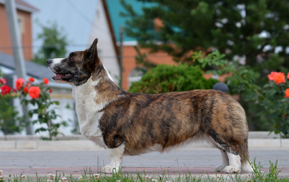 Mistycor Army Of Love Markados Pordios | Cardigan Welsh Corgi 