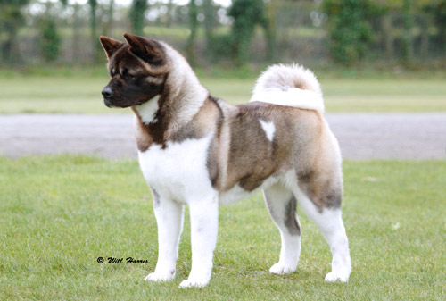 Ruthdales Status Symbol | Akita 