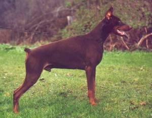 Gigant v. Haus Vanderfecht | Brown Doberman Pinscher