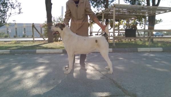 Beatrice for smyrna giants | Central Asian Shepherd Dog 