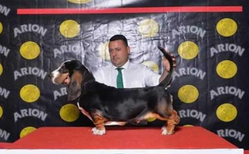 Apolo Canem Barrosa | Basset Hound 