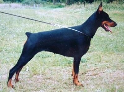 Berys del Mediano | Black Doberman Pinscher