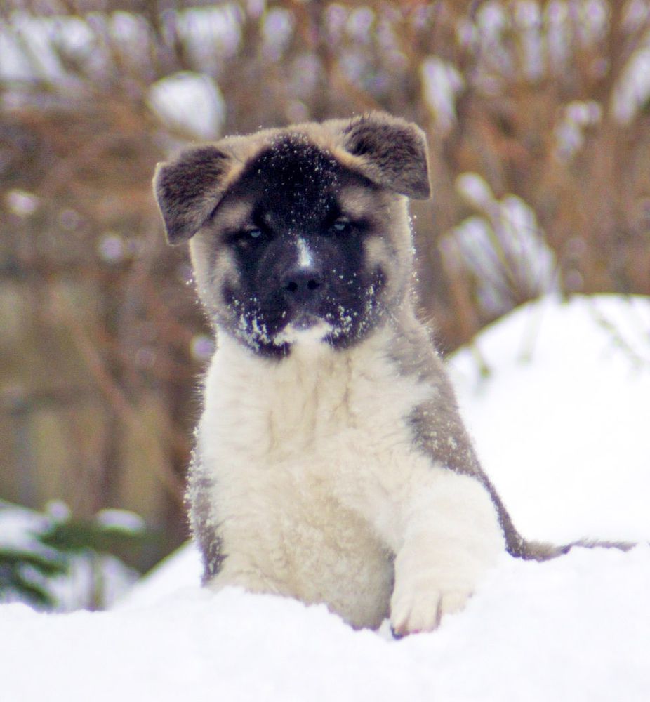 Siberian Hunter ORCO OCEAN | Akita 
