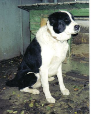 IAKIMEN | Central Asian Shepherd Dog 