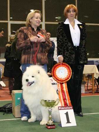 Beloe Chudo Udachniy Brend | Samoyed 