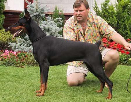 Tahi-Réme Mercedes | Black Doberman Pinscher