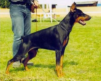 Metaxa King | Black Doberman Pinscher