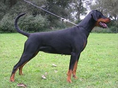 Daika v. Ferrenberg | Black Doberman Pinscher