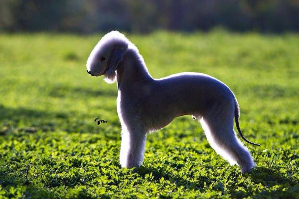 LAMZ Heads I Win Tails You Lose | Bedlington Terrier 