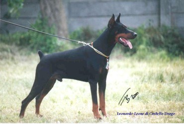 Leonardo-Leone di Castello Drago | Black Doberman Pinscher