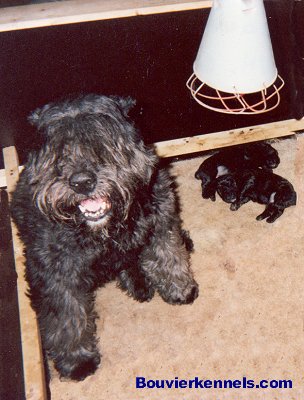 Jonie Grenda v.h. Grendarcohof | Bouvier des Flandres 