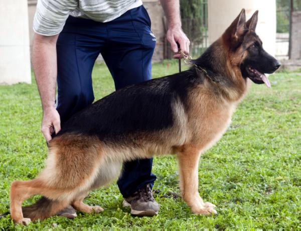 Barbie di Cariddi | German Shepherd Dog 