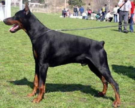 Tahi-Réme Zwack | Black Doberman Pinscher