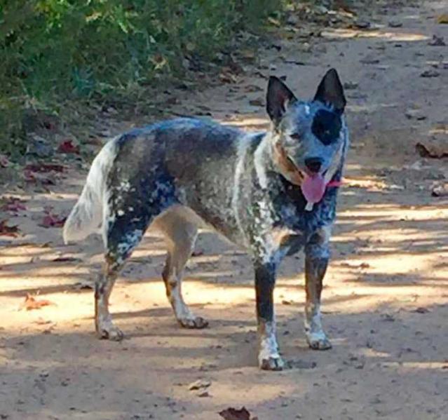 Blueyonder Annie Oakley @ Millcreek | Australian Cattle Dog 