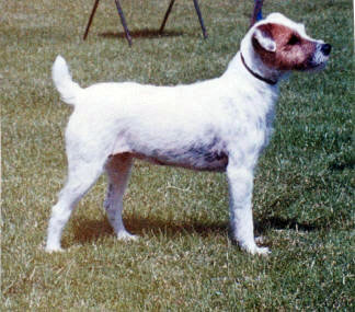 Howlbeck Wat-A-Girl | Parson Russell Terrier 