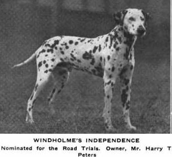 Windhome's Independence | Dalmatian 