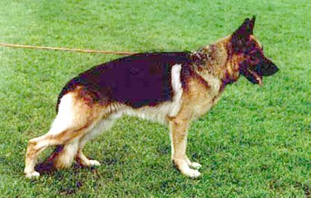 Gigant Blue-Iris | German Shepherd Dog 