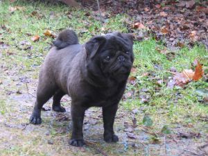 Rose-Windigo Angus Of Lordpug | Pug 