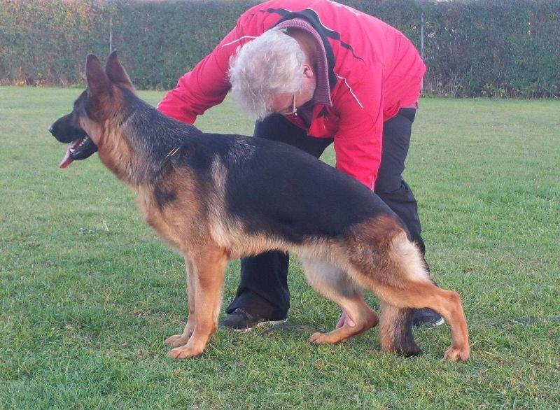 Fenya vom Trompetersprung | German Shepherd Dog 