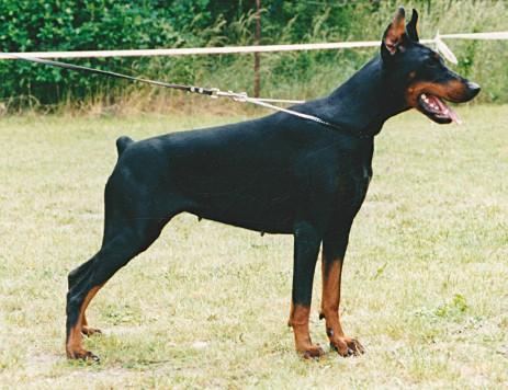 Arlen Carnia z Tomky | Black Doberman Pinscher