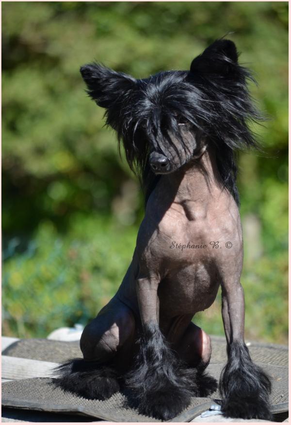 Taï Mandchou's Hells Angel | Chinese Crested 