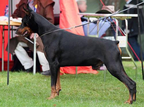 Smart Wood Hills Lexus | Black Doberman Pinscher