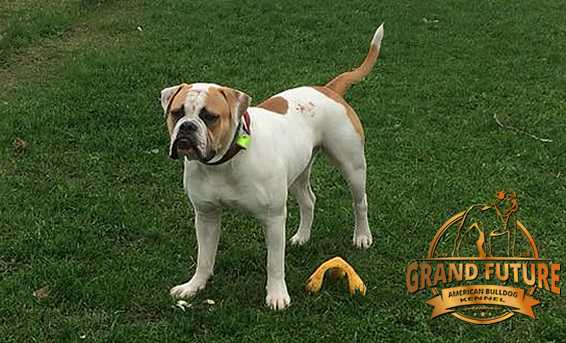 Grand Future Ace | American Bulldog 