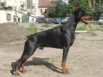 Smart Wood Hills Lancer | Black Doberman Pinscher