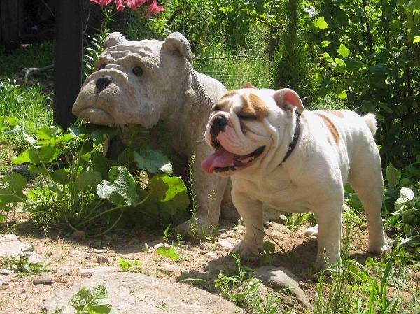 I'Saki Victoria Ahill | Bulldog 