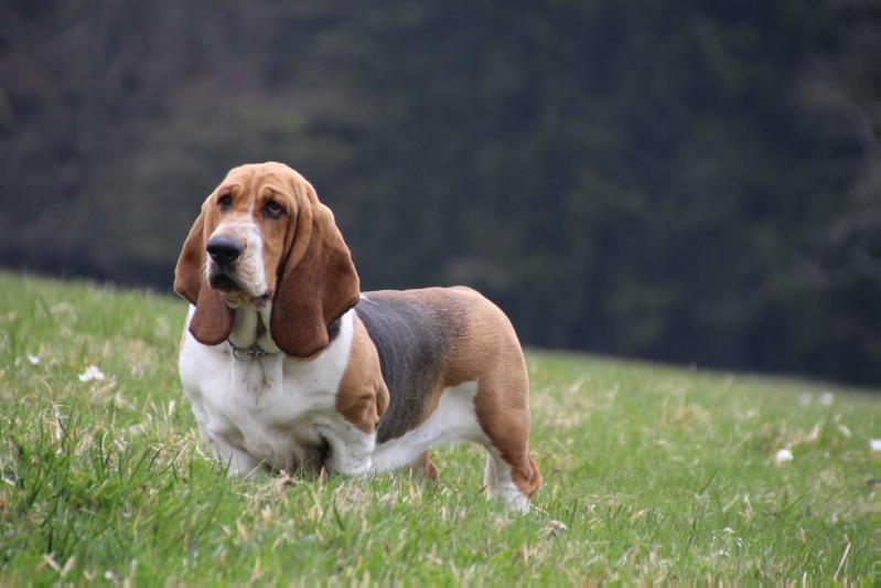 Bling Bling Birdy von den Waldelfen | Basset Hound 