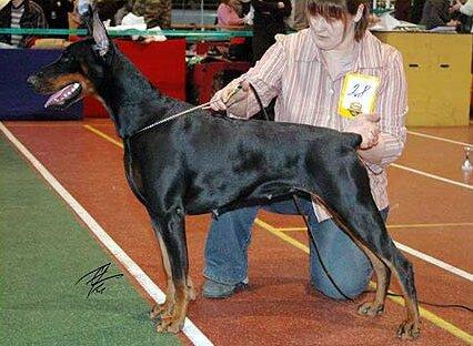 Smart Wood Hills Lancia | Black Doberman Pinscher