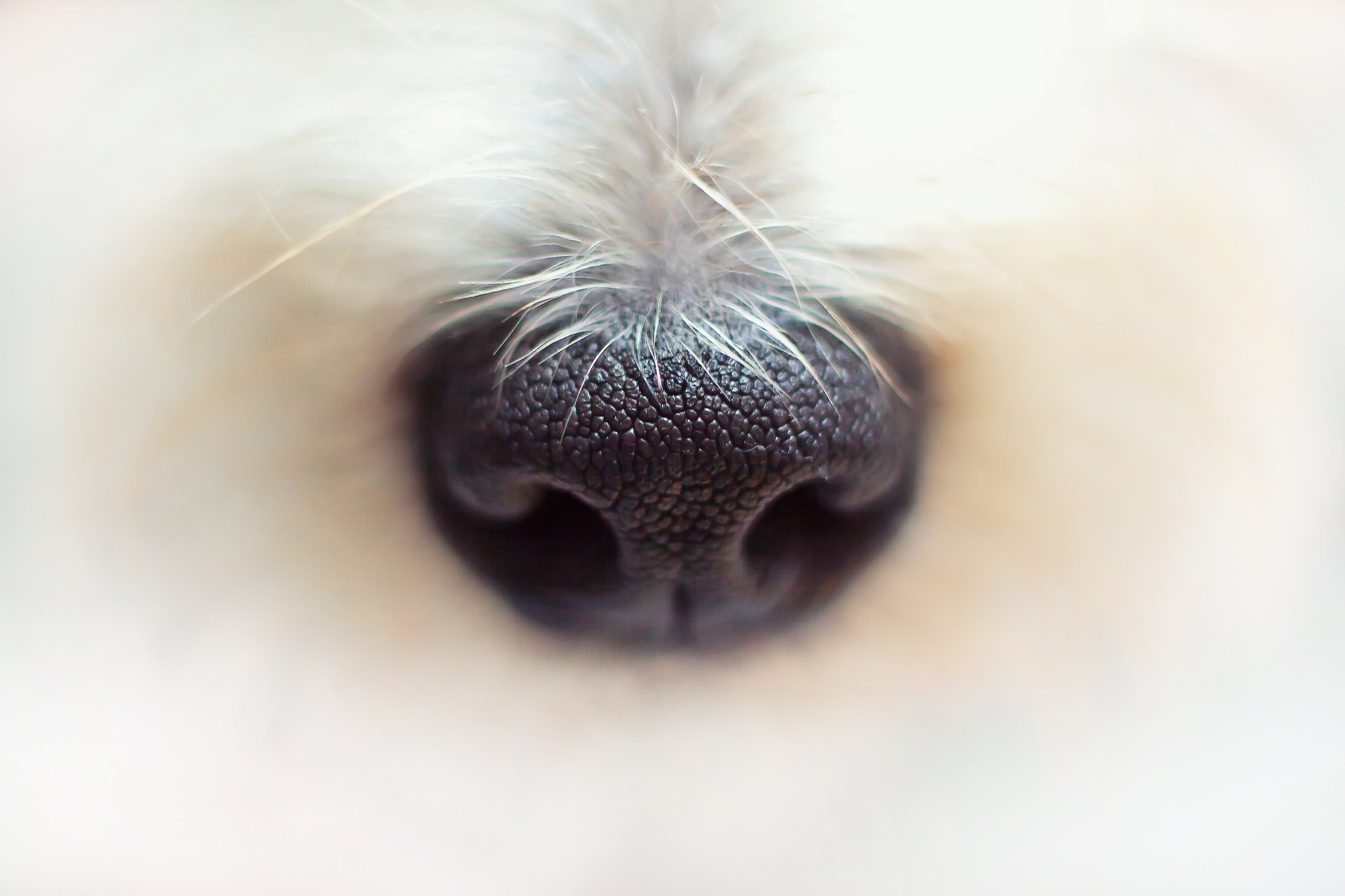 Dog's nose