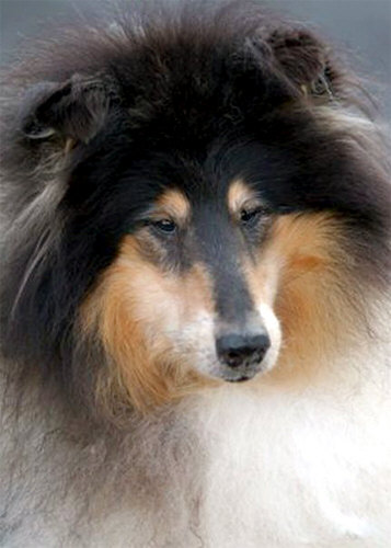 Lynaire Travlin Man | Rough Collie 