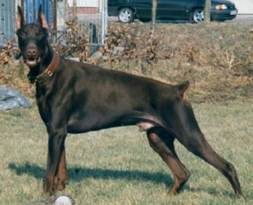 Caine v. Excalibur | Brown Doberman Pinscher