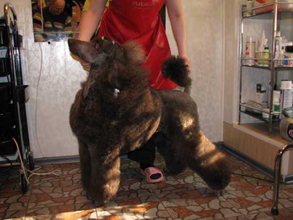 Ironia Sudby s Lipetskoy Slobody | Poodle 