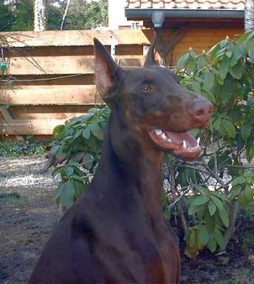 Champ v. Excalibur | Brown Doberman Pinscher