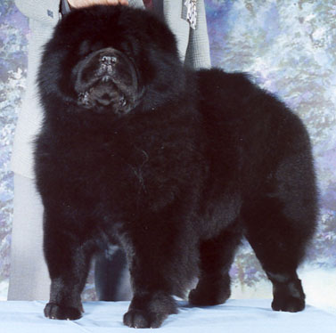 Mi-Paos Black Pitch | Chow Chow 