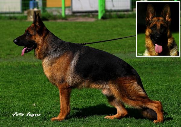 Aldo of Thunder House | German Shepherd Dog 