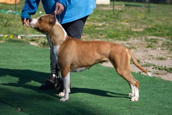 Pageant's Head Liner | American Staffordshire Terrier 
