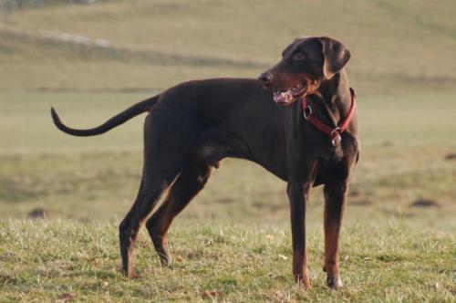 Enzo v.d. Sonnenleite | Brown Doberman Pinscher