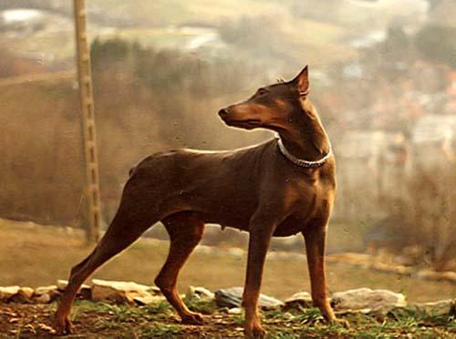 Liwia Bonomiella | Blue Doberman Pinscher