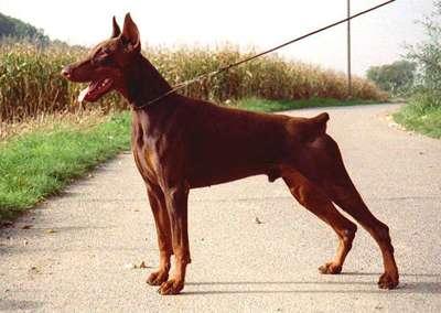 Tequilla v. Klingbach | Brown Doberman Pinscher