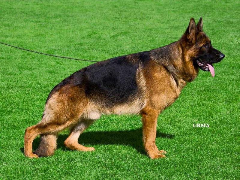 Porsche vom Haus Iskander | German Shepherd Dog 