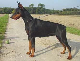 Kalina v. Klingbach | Black Doberman Pinscher