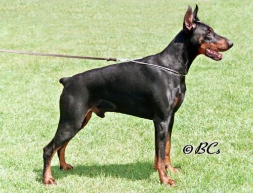 Xox Xuvier od Telepa | Black Doberman Pinscher